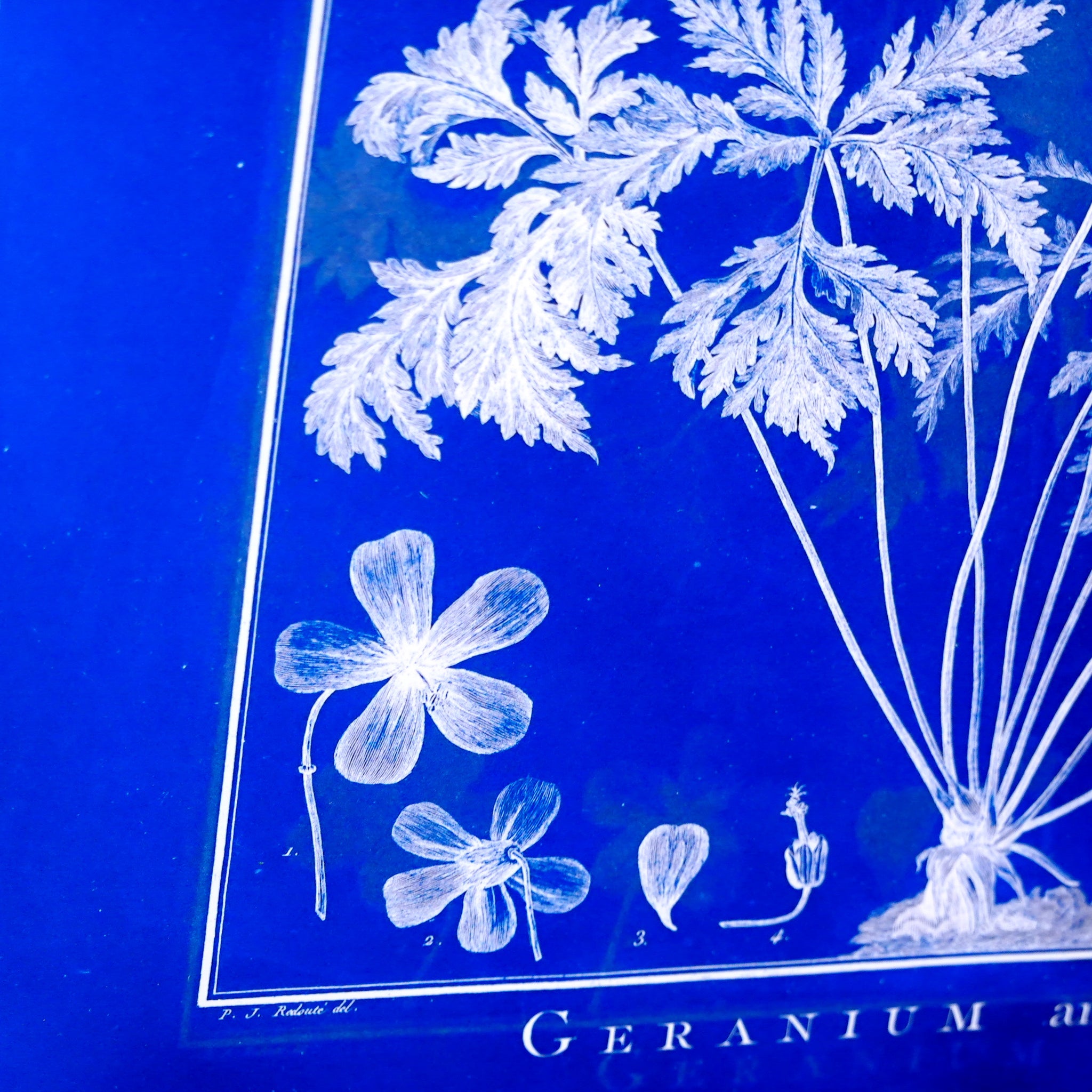 アートフレーム ポスター Geranium Anemonefolium Blue Old