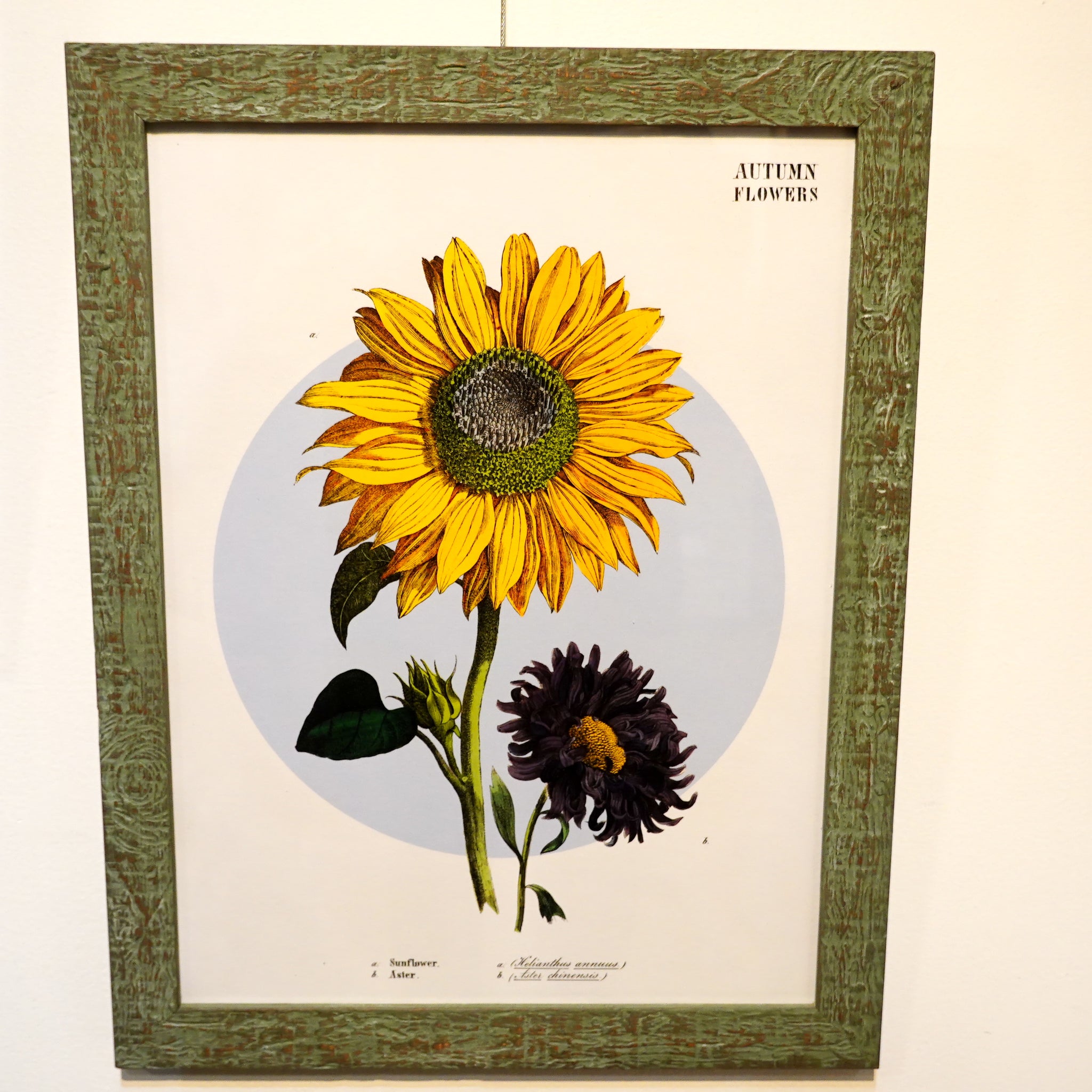 アートフレーム ポスター Autumn flower 2. Old Encyclopedia Denmark