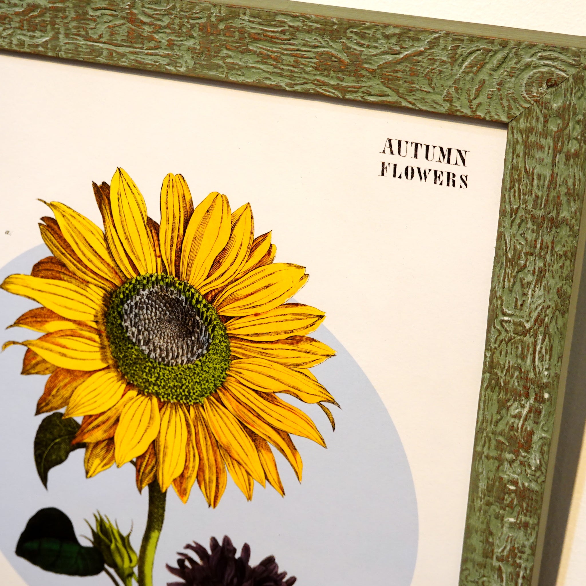 アートフレーム ポスター Autumn flower 2. Old Encyclopedia Denmark