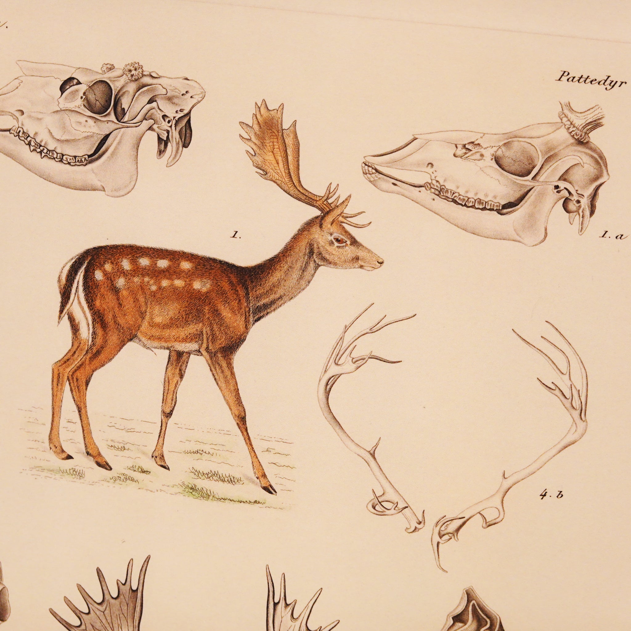 デンマーク　大ポスターパネル アートフレーム ポスター Patterdyr X Deer Old Encyclopedia