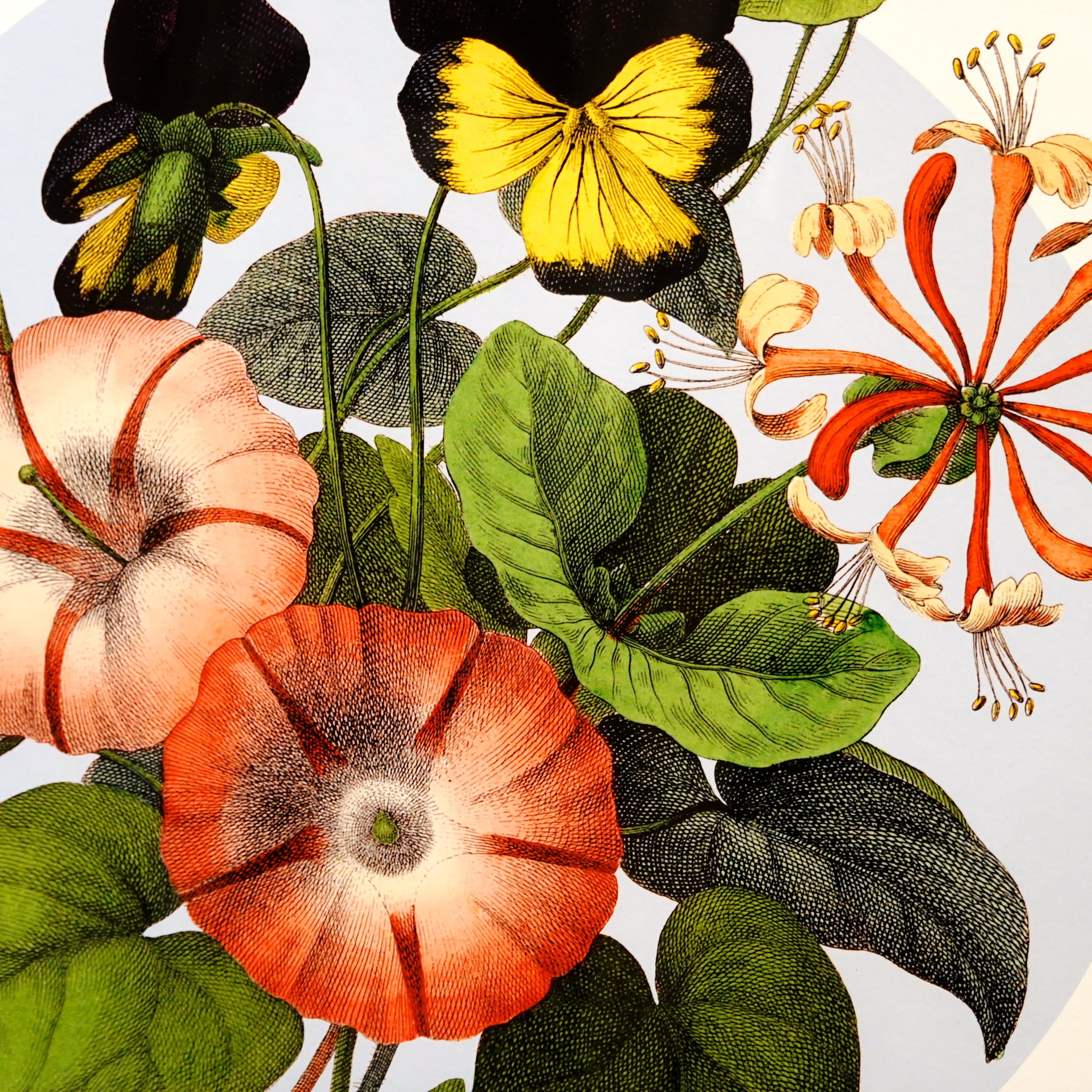 アートフレーム ポスター Summer Flower 2. Old Encyclopedia