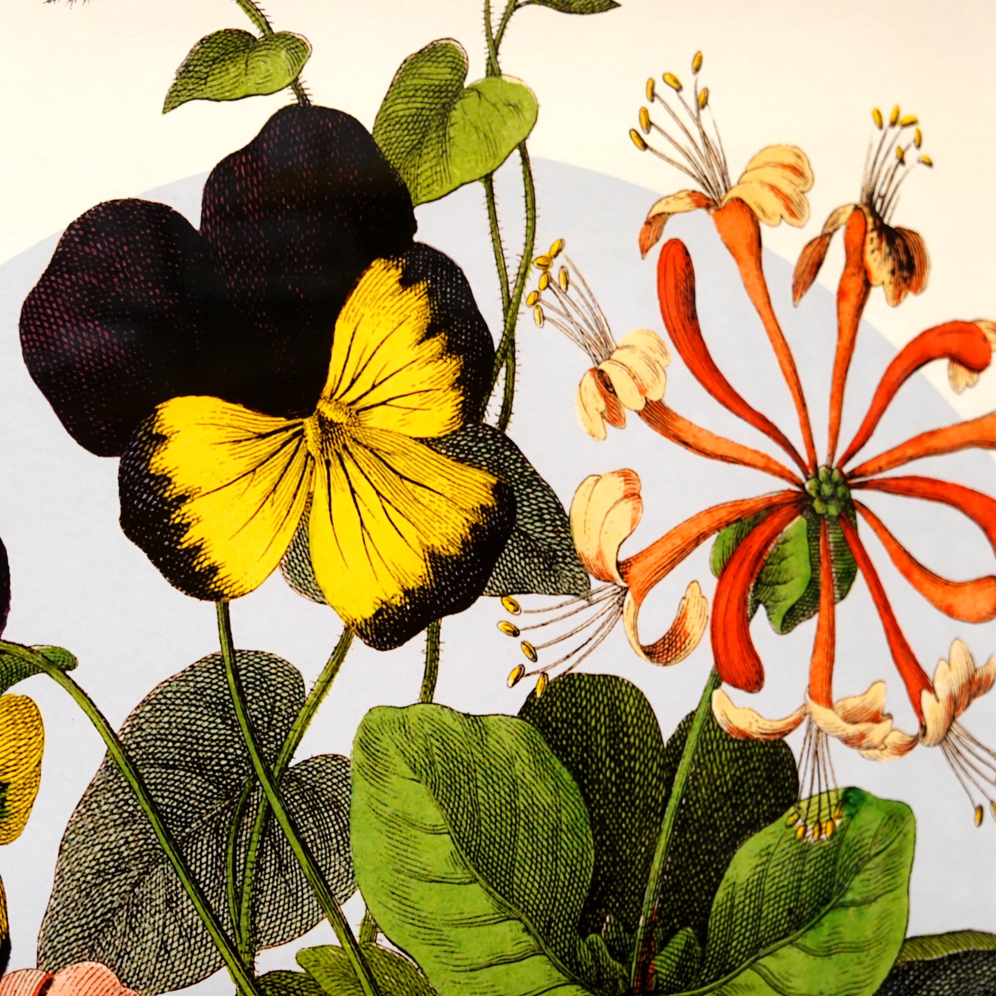 アートフレーム ポスター Summer Flower 2. Old Encyclopedia