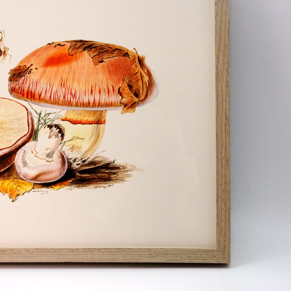 アートフレーム ポスター Fungi IV Old Encyclopedia Denmark 北欧 デンマーク