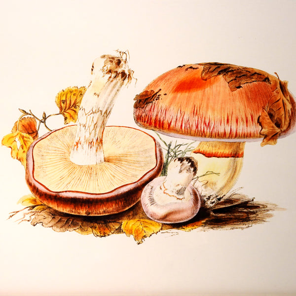 アートフレーム ポスター Fungi IV Old Encyclopedia Denmark 北欧 デンマーク