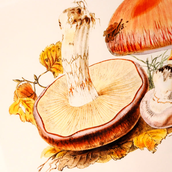 アートフレーム ポスター Fungi IV Old Encyclopedia Denmark 北欧 デンマーク