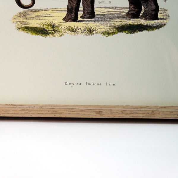 アートフレーム ポスター Elephant Old Encyclopedia Denmark 北欧 デンマーク