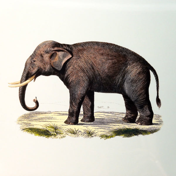 アートフレーム ポスター Elephant Old Encyclopedia Denmark 北欧 デンマーク