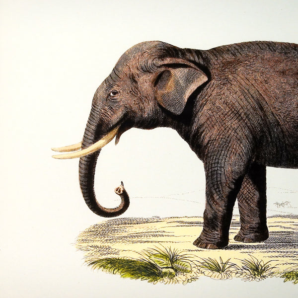 アートフレーム ポスター Elephant Old Encyclopedia Denmark 北欧 デンマーク