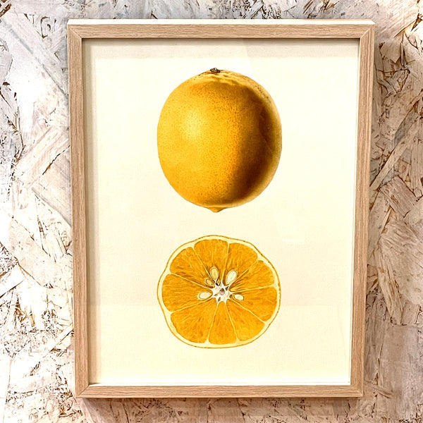 アートフレーム ポスターLemon Old Encyclopedia Denmark 北欧 デンマーク 【額送A】